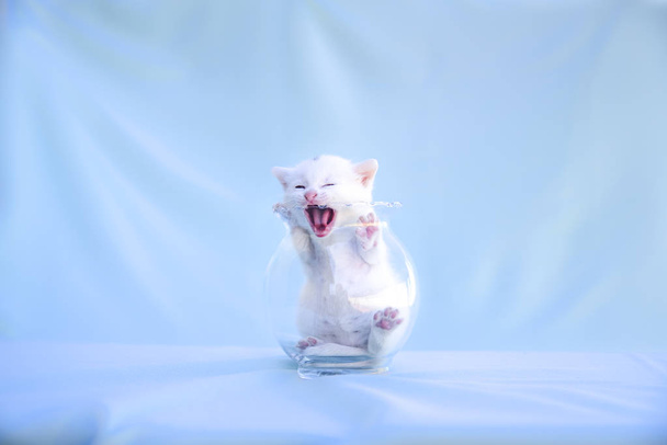 tender and fluffy white kitten plays inside the transparent vase - Photo, Image