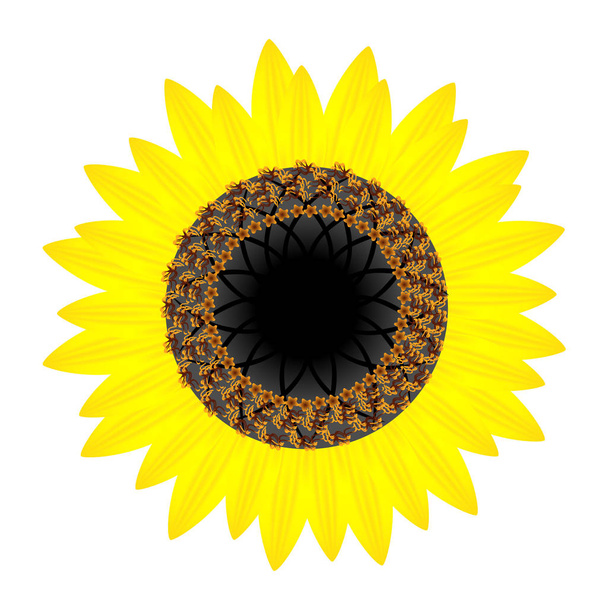 Sunflower flower isolated on white background, design element. - Vector, Image