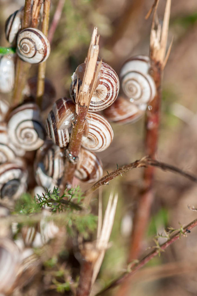 Close-up of grove snails in the grass. Snail shells on plants - Photo, Image