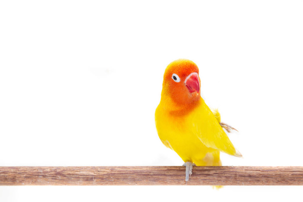 Il doppio cavalletto giallo Lovebird su un pezzo di legno su sfondo bianco
 - Foto, immagini