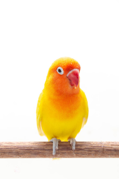 Подвійний жовтий невеликий папуга стенд на шматок дерева на білому тлі - Фото, зображення