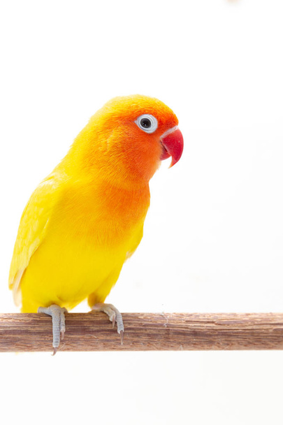 O Lovebird Amarelo Duplo fica em um pedaço de madeira no fundo branco
 - Foto, Imagem