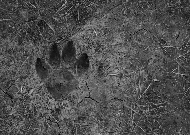 Κλείνω πάνω θέα του σκύλου πόδι αποτύπωμα στο χώμα - Φωτογραφία, εικόνα