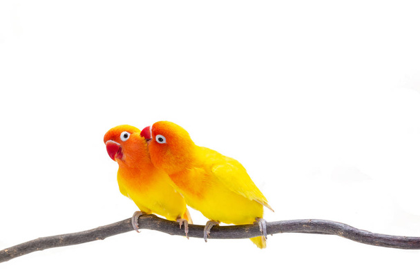 Η διπλή κίτρινη Lovebird στάση σε ένα κομμάτι ξύλο σε λευκό φόντο - Φωτογραφία, εικόνα