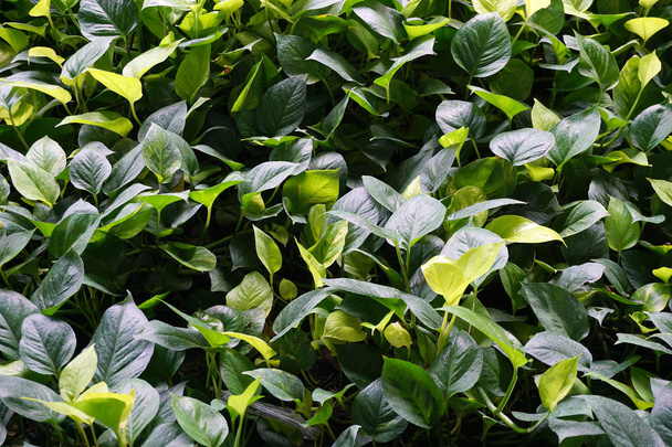 Close up green leaves background - Zdjęcie, obraz