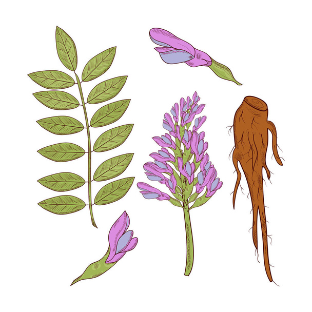 Lakritze. Wurzel, Blüte, Blätter. gesetzt. Skizze. auf weißem Hintergrund - Vektor, Bild