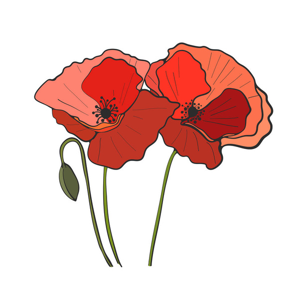 Hand drawn poppy flower, vector - Vector, Image