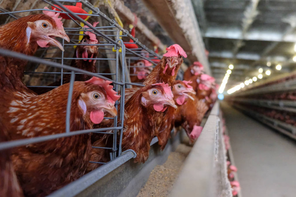 Layer Chickens with Multilevel production line conveyor production line of chicken eggs of a poultry farm, Layer Farm housing, Agriculture technological equipment factory. Limited depth of field. - Photo, Image