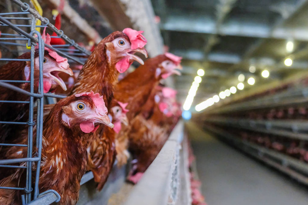 Στρώμα κοτόπουλα με πολυεπίπεδη γραμμή παραγωγής γραμμή παραγωγής μεταφορικών αυγά κότας πτηνοτροφείο, στέγαση στρώμα αγρόκτημα, Γεωργία τεχνολογικός εξοπλισμός εργοστάσιο. Περιορισμένο βάθος πεδίου. - Φωτογραφία, εικόνα