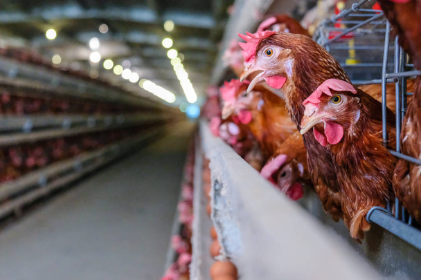 Layer Chickens with Multilevel production line conveyor production line of chicken eggs of a poultry farm, Layer Farm housing, Agriculture technological equipment factory. Limited depth of field. - Photo, Image