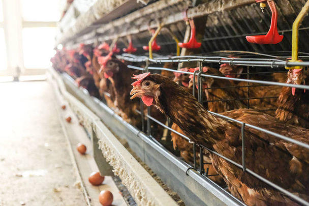 採卵鶏養鶏場、レイヤー農家、農業技術機器工場の鶏の卵のマルチレベルの生産ライン コンベア生産ラインで。フィールドの限られた深さ. - 写真・画像