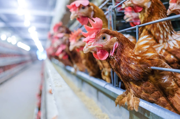 Laag kippen met Multilevel productielijn transportband productielijn van kippeneieren van een Pluimveebedrijf, laag boerderij huisvesting, landbouw technologische apparatuur fabriek. Beperkte scherptediepte. - Foto, afbeelding