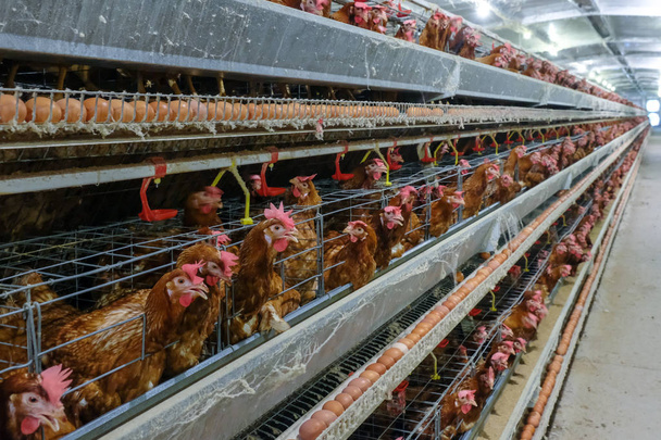 採卵鶏養鶏場、レイヤー農家、農業技術機器工場の鶏の卵のマルチレベルの生産ライン コンベア生産ラインで。フィールドの限られた深さ. - 写真・画像