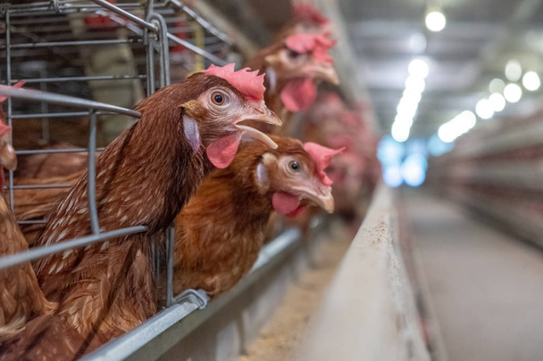 Laag kippen met Multilevel productielijn transportband productielijn van kippeneieren van een Pluimveebedrijf, laag boerderij huisvesting, landbouw technologische apparatuur fabriek. Beperkte scherptediepte. - Foto, afbeelding