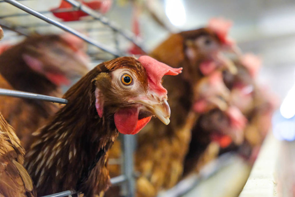 Schichthühner mit mehrstöckiger Produktionslinie für Hühnereier einer Geflügelfarm, Schichthühnerstall, Fabrik für landwirtschaftliche technische Ausrüstung. Schärfentiefe begrenzt. - Foto, Bild