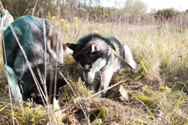 Deux Husky de Sibérie marchent dans les champs et creusent des fosses. Chiens noirs et blancs. Jeu de deux chiens
 - Photo, image