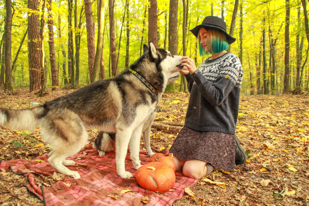 その愛人と秋の森の 2 つのシベリアン ハスキーの散歩。ニットのセーターやレギンスとスカートで帽子の女の子。黒と白の犬と羽の葉. - 写真・画像