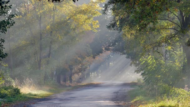 Helyi út gyönyörű reggeli fényben. Sugarai v feltörése színes levelek. - Felvétel, videó
