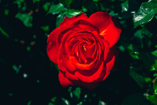 Gyönyörű színes rózsa Virág a kertben háttér - Fotó, kép