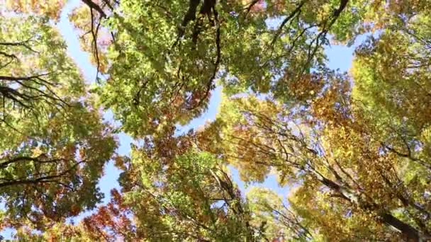 Őszi erdő. Meleg napsütéses napon az őszi erdő. Ternopil jellege. Nyugat-Ukrajna jellege. Erdei út.  - Felvétel, videó