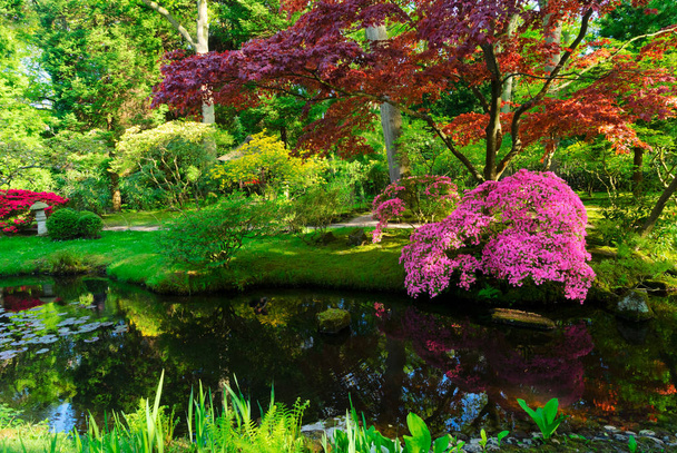 Ogród Japoński w Hadze - Zdjęcie, obraz