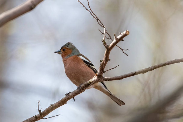 Dospělý ploutev sedící na tenké větvi s rozmazaným modrým pozadím. Chaffinch (okrajové kostky) je malý ptáček s šedou korunou a matně rezavě červenými prsy. - Fotografie, Obrázek