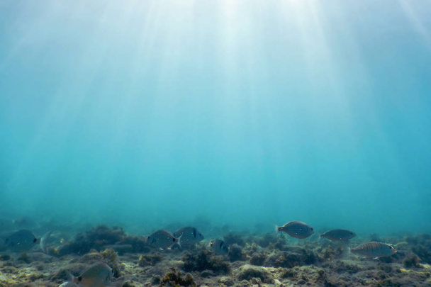 Sonnenstrahlen unter Wasser Felsen und Kieselsteine auf dem Meeresboden schwimmende Fische - Foto, Bild