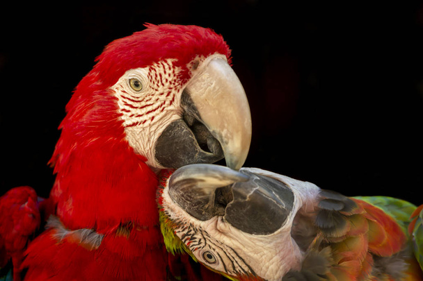Aantal militaire macaws, op de zitstok tot hofmakerij - Foto, afbeelding