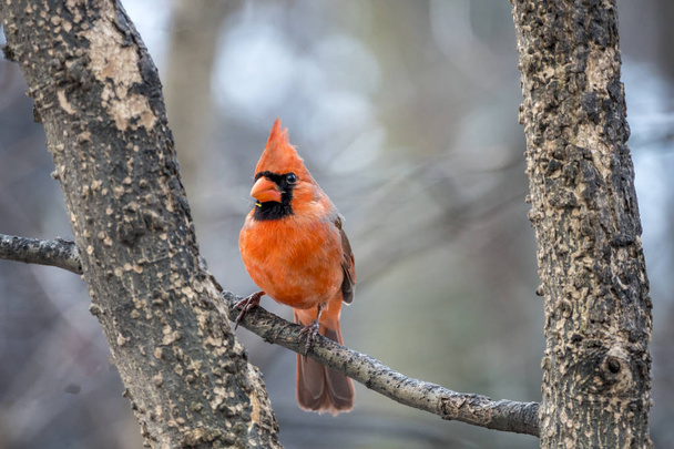 Северный кардинал, Cardinalis cardinalis - птица из рода Cardinalis; он также известен как красная птица, общий кардинал
  - Фото, изображение