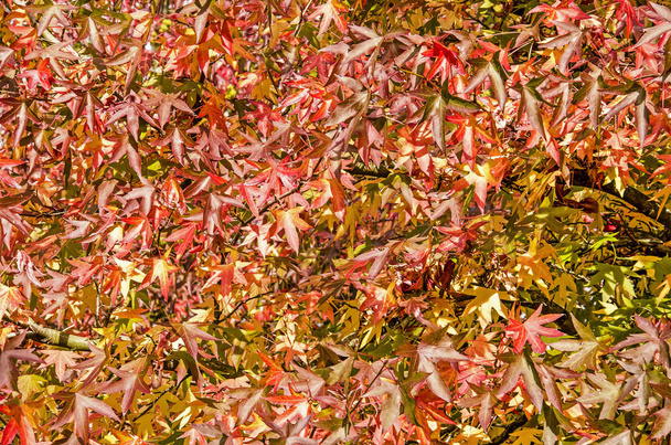 De nombreuses feuilles de gommiers doux, ou liquidambar styraciflua, dans différentes couleurs allant du vert via jaune et orange au rouge, par une journée ensoleillée en automne
 - Photo, image