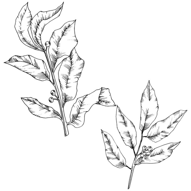 ゲッケイジュ葉をベクトルします。葉植物植物園花葉。孤立した図の要素. - ベクター画像