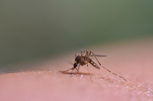 Zanzara siede sulla pelle umana e beve sangue, primo piano
 - Foto, immagini