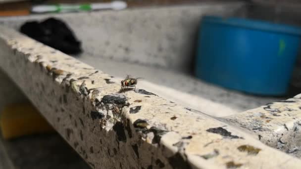 Kis housefly tollászkodás, a test és a hátsó lábain szárnyak - Felvétel, videó
