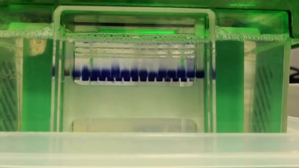Início borbulhante de uma eletroforese em gel de poliacrilamida com 15 faixas cheias de tampão de carga e proteínas. Técnica de separação em biologia molecular e experiências científicas
. - Filmagem, Vídeo