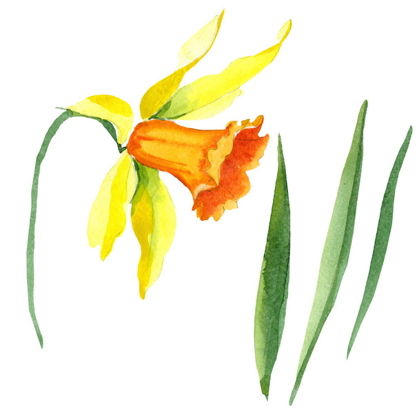 Watercolor yellow narcissus flower. Floral botanical flower. Isolated illustration element. - Fotó, kép