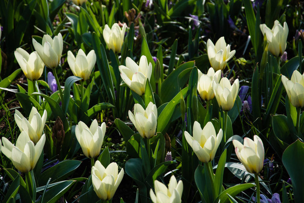 Tulpen bilden eine Gattung frühlingsblühender mehrjähriger krautiger Zwiebelgeophyten. die Blüten sind meist groß, auffällig und hell gefärbt, in der Regel rot, gelb oder weiß.  - Foto, Bild