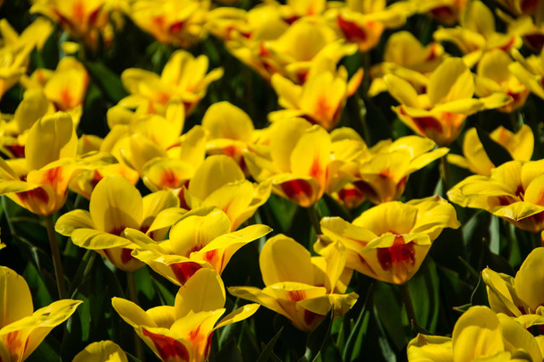 Tulipsform rodzaj wiosną kwitnące byliny zielne bulbiferous sosna nadmorska. Kwiaty są zwykle duże, efektowne i jaskrawo kolorowe, zazwyczaj czerwone, żółte i białe.  - Zdjęcie, obraz