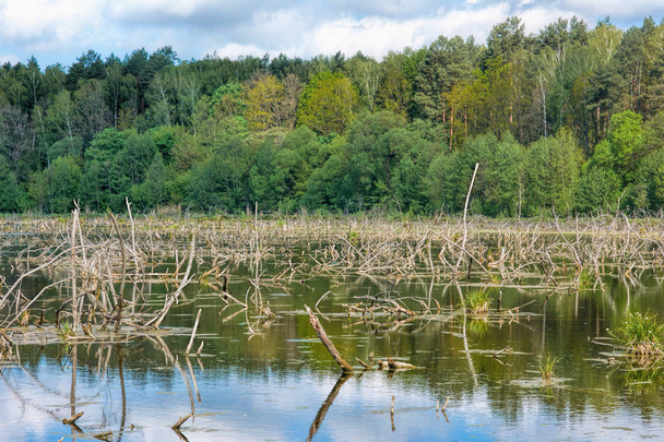 The remains of trees are flooded with water, and the forest in the background. - Photo, image