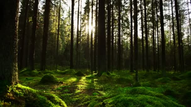 Ήλιο ακτίνες κάνουν το δρόμο τους μέσα από το πυκνό πευκόφυτο δάσος - Πλάνα, βίντεο