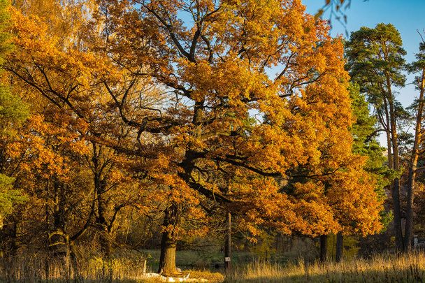 Gold oak in the wood during an autumn fall season - Foto, Imagen