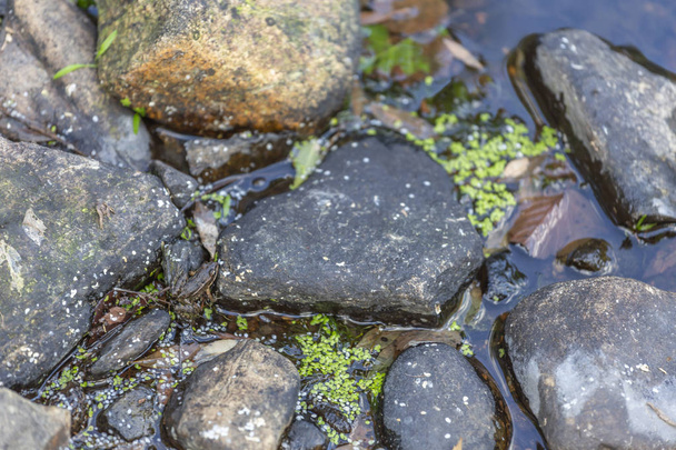 Teema joki, pieni sammakko kallioilla joki vuoristossa, lehdet vedessä, Portugalissa
 - Valokuva, kuva