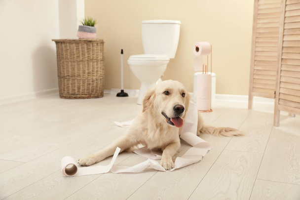 Cute dog playing with toilet paper in bathroom at home - Foto, Bild