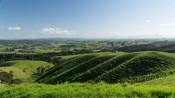ニュージーランドの田舎の典型的な緑の風景 - 写真・画像