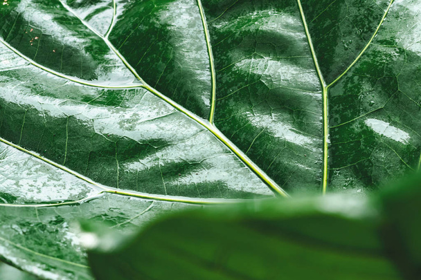 Крупный план абстрактного зеленого фона листьев
 - Фото, изображение