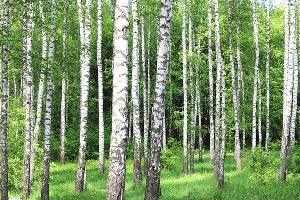 Belas árvores de bétula com casca de bétula branca em bosque de bétula com folhas de bétula verde
 - Foto, Imagem