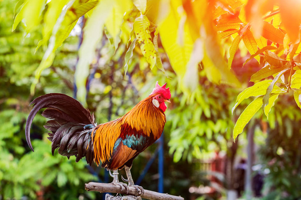 Kakas csirke kukorékolás reggel a fa kerítés - Fotó, kép