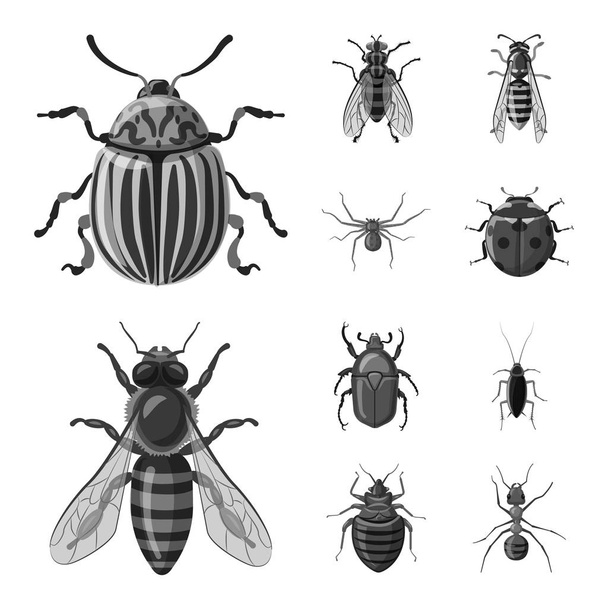 Vektorillustration des Insekten- und Fliegenlogos. Sammlung von Insekten- und Elementvektorsymbolen für Aktien. - Vektor, Bild