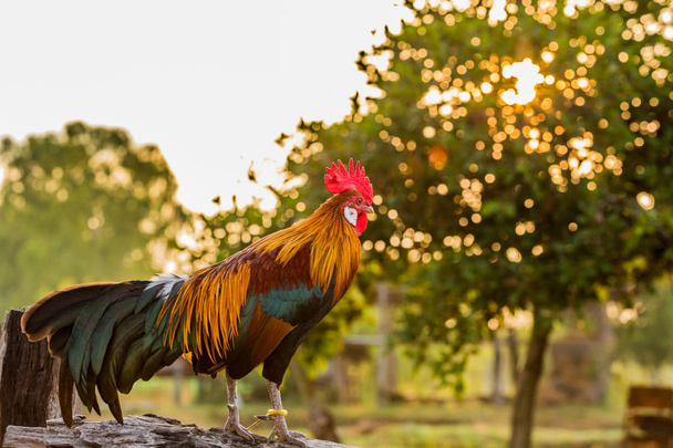Gallo gallo de pollo por la mañana en la valla de madera
 - Foto, imagen