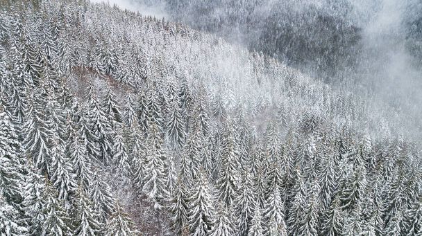 Aerial view of the snow-covered pine branches at the mountains. - Foto, immagini