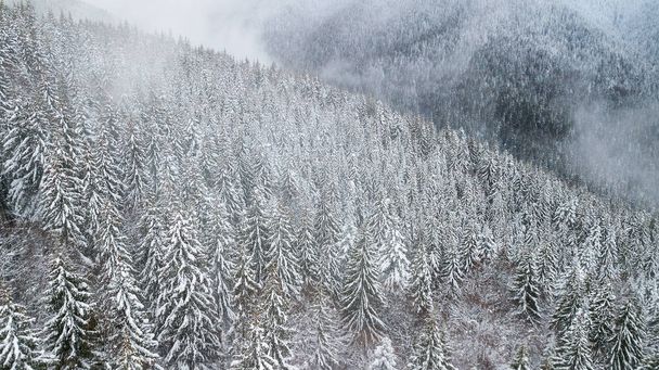 Aerial view of the snow-covered pine branches at the mountains. - Valokuva, kuva